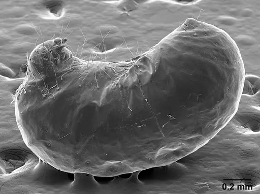 Sericomyrmex bondari specimen USNMENT01125807 image usnment01125807_5