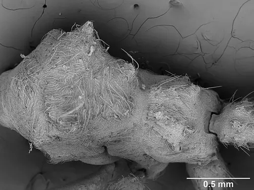 Sericomyrmex bondari specimen USNMENT01125813 image usnment01125813_1