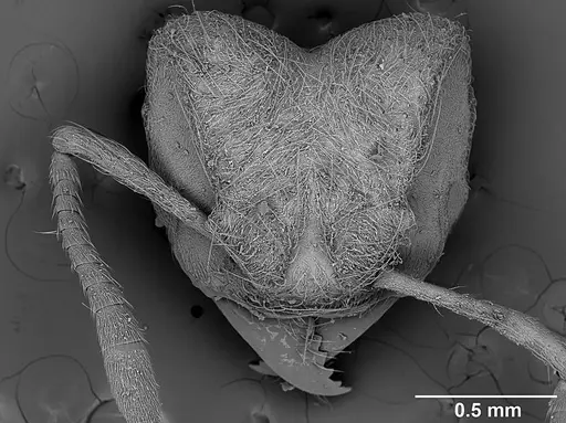 Sericomyrmex bondari specimen USNMENT01125813 image usnment01125813_2