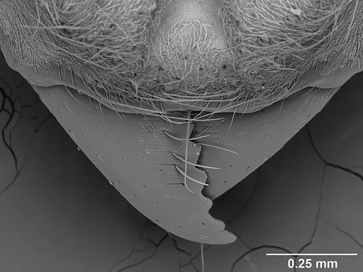 Sericomyrmex bondari specimen USNMENT01125813 image usnment01125813_3