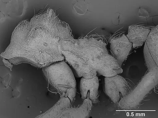 Sericomyrmex bondari specimen USNMENT01125813 image usnment01125813_4