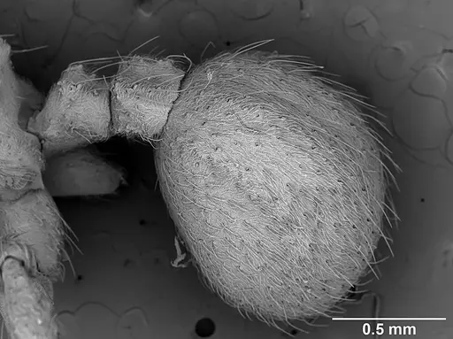Sericomyrmex bondari specimen USNMENT01125813 image usnment01125813_5