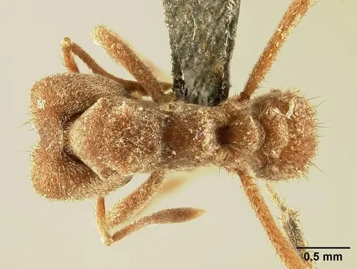 Sericomyrmex bondari specimen USNMENT01125823 image usnment01125823_1