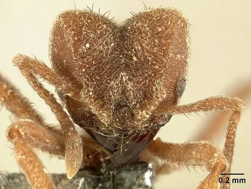 Sericomyrmex bondari specimen USNMENT01125823 image usnment01125823_2