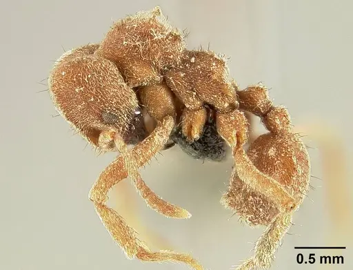 Sericomyrmex bondari specimen USNMENT01125823 image usnment01125823_3
