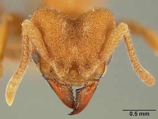 Sericomyrmex lutzi specimen MCZ121421139 image mcz121421139_1