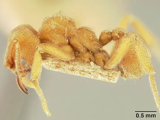 Sericomyrmex lutzi specimen MCZ121421139 image mcz121421139_2