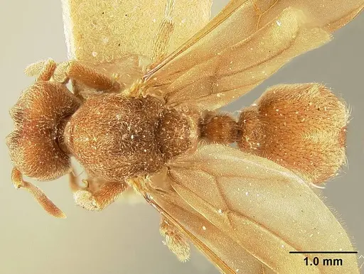 Sericomyrmex lutzi specimen MCZ91121139 image mcz91121139_1