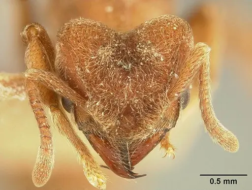 Sericomyrmex lutzi specimen MCZ91121139 image mcz91121139_2