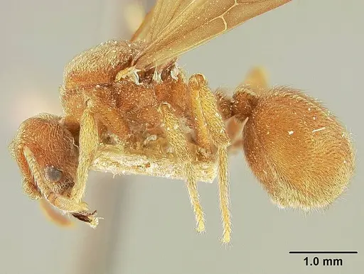 Sericomyrmex lutzi specimen MCZ91121139 image mcz91121139_3
