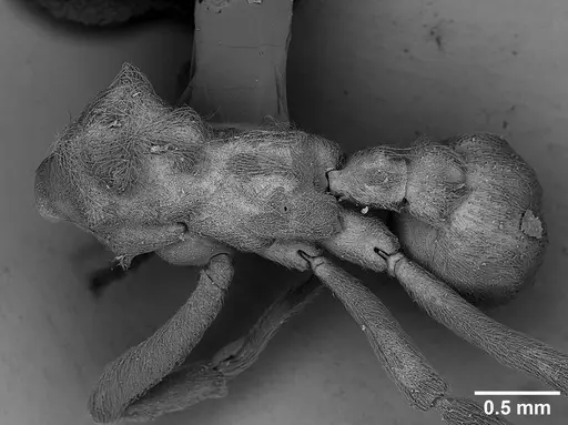 Sericomyrmex lutzi specimen USNMENT00445053 image usnment00445053_1