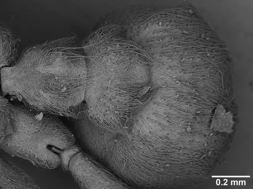 Sericomyrmex lutzi specimen USNMENT00445053 image usnment00445053_2