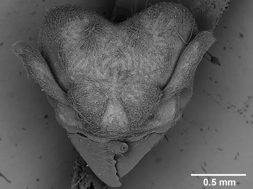 Sericomyrmex lutzi specimen USNMENT00445053 image usnment00445053_3