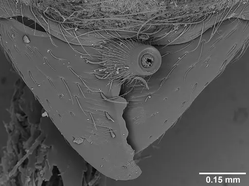 Sericomyrmex lutzi specimen USNMENT00445053 image usnment00445053_4