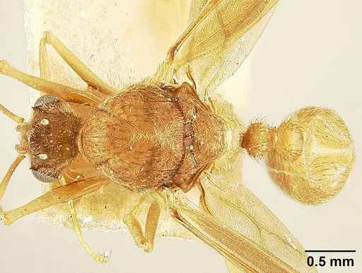 Sericomyrmex lutzi specimen USNMENT01126226 image usnment01126226_1