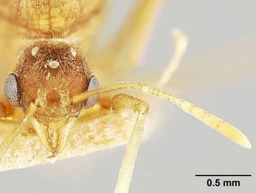 Sericomyrmex lutzi specimen USNMENT01126226 image usnment01126226_2