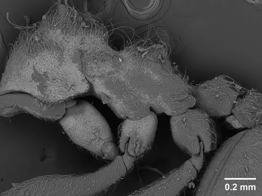 Sericomyrmex lutzi specimen USNMENT01126226 image usnment01126226_3