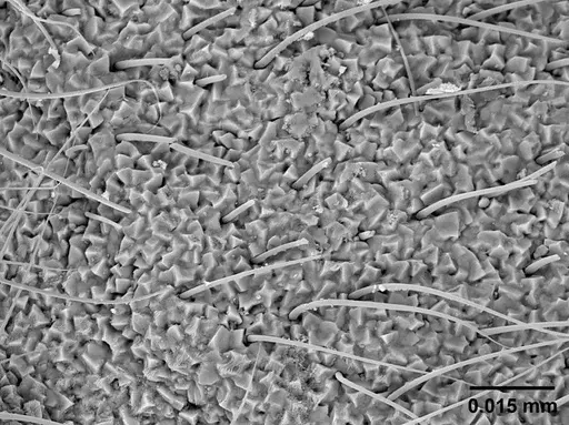 Sericomyrmex lutzi specimen USNMENT01126226 image usnment01126226_4