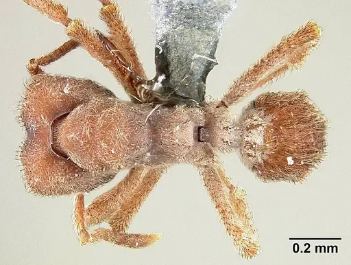 Sericomyrmex maravalhas specimen USNMENT00924081 image usnment00924081_1