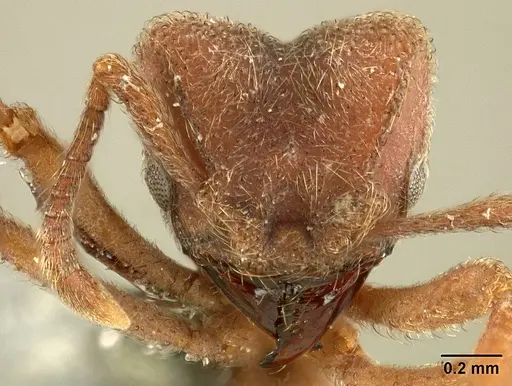 Sericomyrmex maravalhas specimen USNMENT00924081 image usnment00924081_2