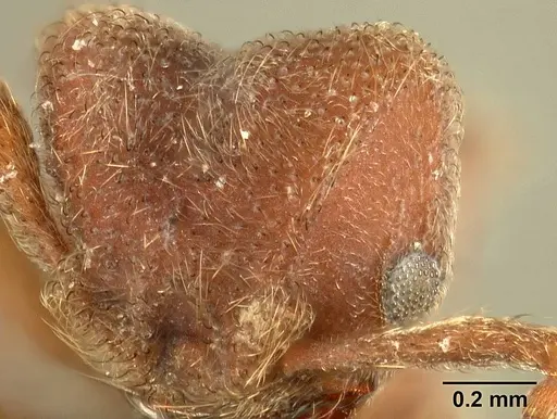 Sericomyrmex maravalhas specimen USNMENT00924081 image usnment00924081_3