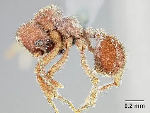 Sericomyrmex maravalhas specimen USNMENT00924081 image usnment00924081_4