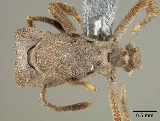 Sericomyrmex maravalhas specimen USNMENT00924082 image usnment00924082_1