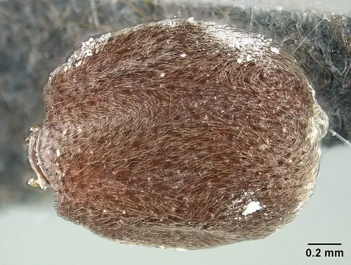 Sericomyrmex maravalhas specimen USNMENT00924082 image usnment00924082_2