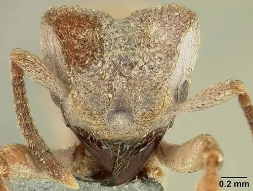 Sericomyrmex maravalhas specimen USNMENT00924082 image usnment00924082_3
