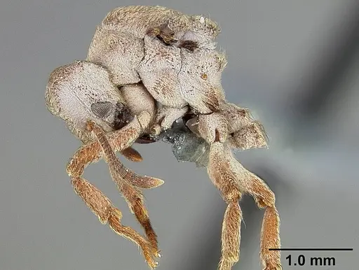 Sericomyrmex maravalhas specimen USNMENT00924082 image usnment00924082_4