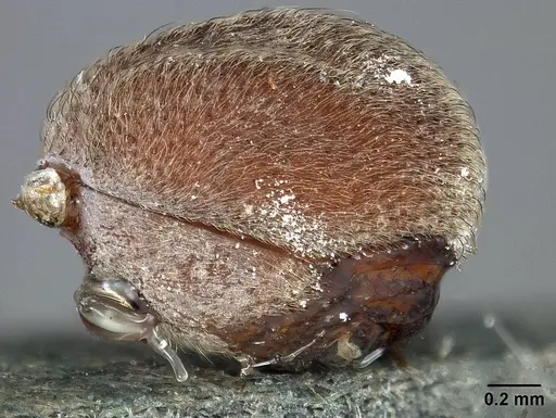 Sericomyrmex maravalhas specimen USNMENT00924082 image usnment00924082_5