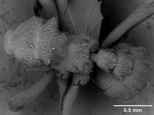 Sericomyrmex maravalhas specimen USNMENT00924090 image usnment00924090_1