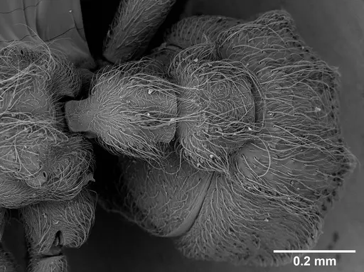 Sericomyrmex maravalhas specimen USNMENT00924090 image usnment00924090_2