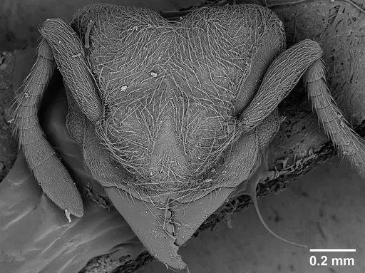 Sericomyrmex maravalhas specimen USNMENT00924090 image usnment00924090_3
