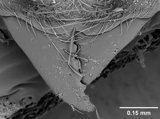 Sericomyrmex maravalhas specimen USNMENT00924090 image usnment00924090_4
