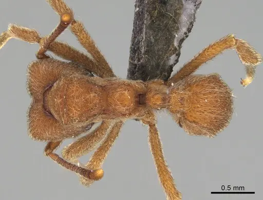 Sericomyrmex maravalhas specimen USNMENT00924091 image usnment00924091_1