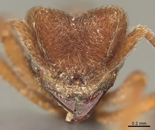 Sericomyrmex maravalhas specimen USNMENT00924091 image usnment00924091_2