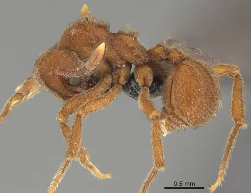 Sericomyrmex maravalhas specimen USNMENT00924091 image usnment00924091_3