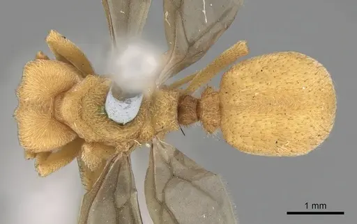 Sericomyrmex mayri specimen CASENT0281770 image casent0281770_1