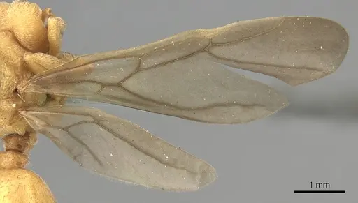 Sericomyrmex mayri specimen CASENT0281770 image casent0281770_2