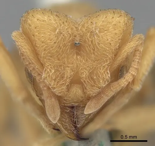 Sericomyrmex mayri specimen CASENT0281770 image casent0281770_3