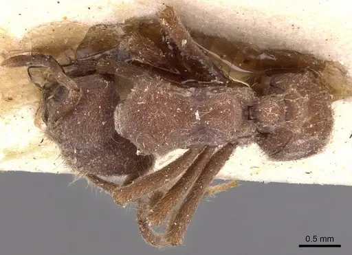 Sericomyrmex mayri specimen CASENT0904989 image casent0904989_1
