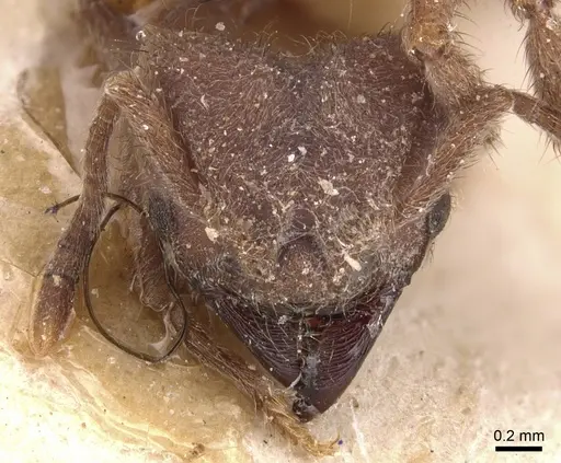 Sericomyrmex mayri specimen CASENT0904989 image casent0904989_2