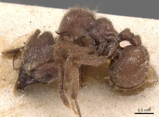 Sericomyrmex mayri specimen CASENT0904989 image casent0904989_3