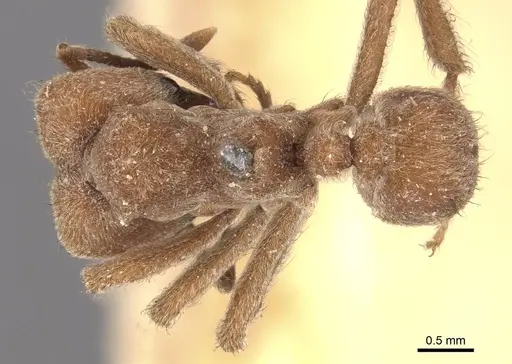 Sericomyrmex mayri specimen CASENT0909370 image casent0909370_1