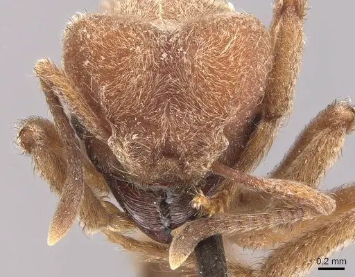 Sericomyrmex mayri specimen CASENT0909370 image casent0909370_2