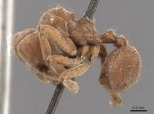 Sericomyrmex mayri specimen CASENT0909370 image casent0909370_3