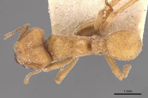 Sericomyrmex mayri specimen CASENT0909372 image casent0909372_1
