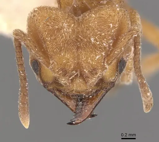 Sericomyrmex mayri specimen CASENT0909372 image casent0909372_2