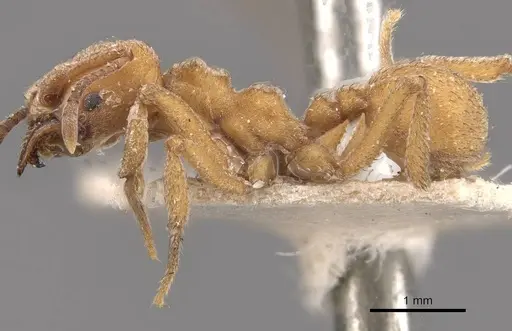 Sericomyrmex mayri specimen CASENT0909372 image casent0909372_3